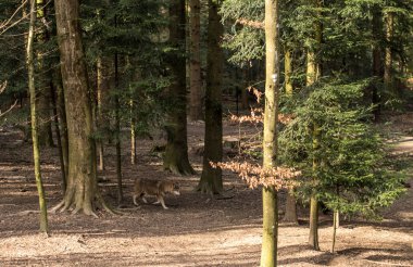 Ormanda yürüyüş kurt