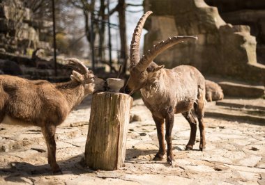 Dağ keçileri kilitleyin kadar