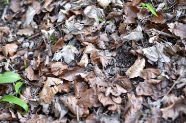 Kuru yapraklar yerde yatıyor. Yakın plan.