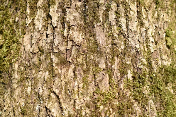 Δέντρο Φλοιό Βρύα Closeup — Φωτογραφία Αρχείου