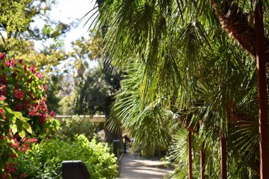 Tropik parktaki palmiye dalları