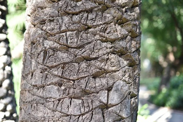 Palma Tronco Casca Closeup Textura — Fotografia de Stock