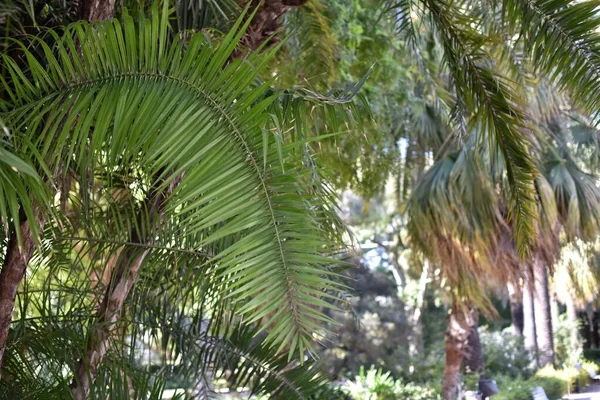 Palmenzweige Schließen Sich Tropischen Park — Stockfoto