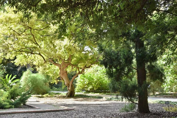 Solljus Lövskogen Naturparken — Stockfoto