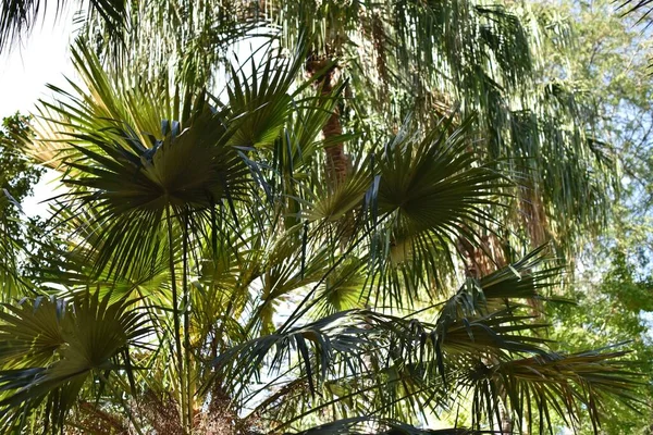 Palmtakken Sluiten Zich Aan Tropisch Park — Stockfoto