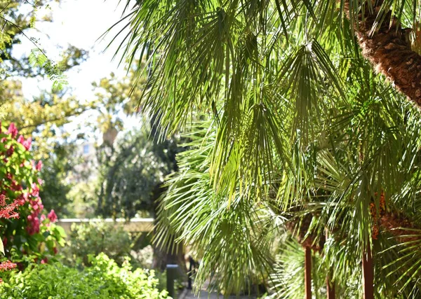 Palmtakken Sluiten Zich Aan Tropisch Park — Stockfoto