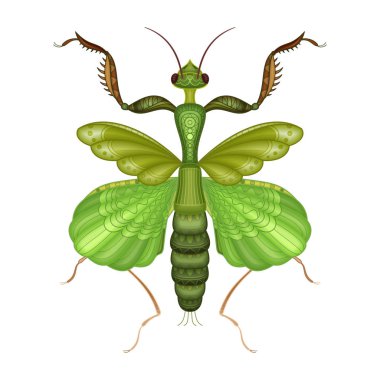 Vektör dekoratif Hint çiçek Mantis