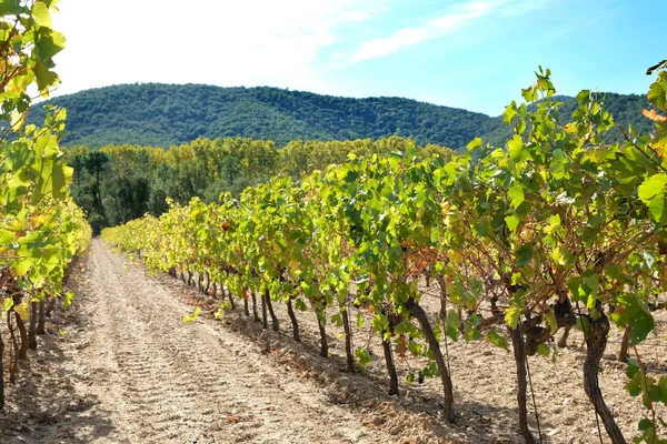 Люберонский виноградник Франции — стоковое фото