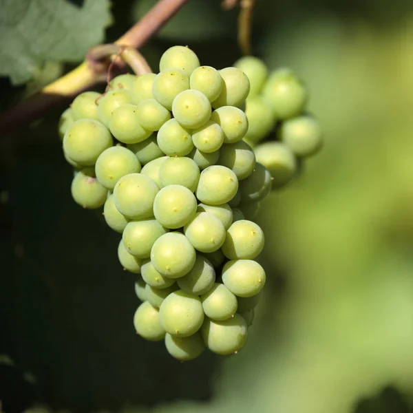 Uvas de vinho Chardonnay cultivar vinhedo frança Borgonha close-up — Fotografia de Stock