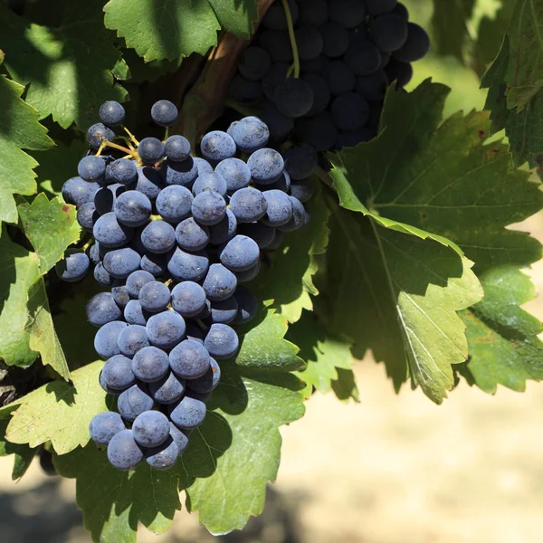 Виноград Мерло с красным вином — стоковое фото