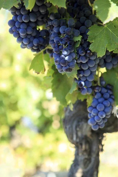 Uvas de vinho tinto que crescem numa vinha . — Fotografia de Stock