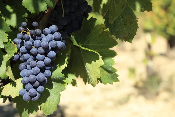Uvas tintas que crecen en un viñedo . — Foto de Stock