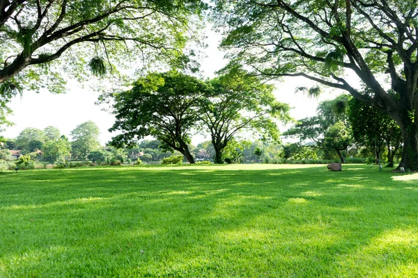 自然的树和草场视角 — 图库照片