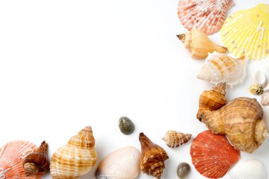 Deniz kabuğu beyaz üzerine pek çok boyutu