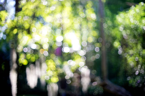 Blur nature green leaf — Stock Photo, Image