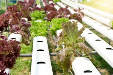 genç ve taze sebze yeşil renkte iyi sağlık pazarı için hydroponic gruptaki beyaz tepsi