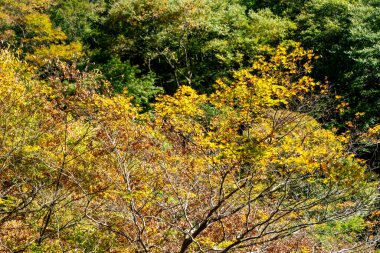Kyoto Japonya 'da sonbahar, dallar yeşil ve sarı renk ayrılır
