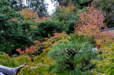 Doğal manzara, kırmızı sarı yeşil izin Kasım ayında Kyoto Japonya 'da.