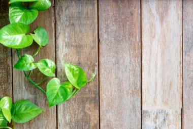 Yeşil yapraklı eski ahşap çit arka planı. Yazım için daha fazla kopya alanı ekle