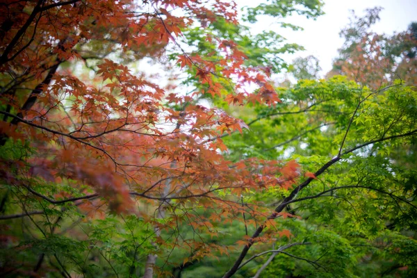 Natürliche Sicht Rot Gelb Grüner Abschied November Kyoto Japan — Stockfoto