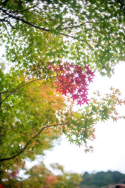 Vista Natural Permiso Verde Amarillo Rojo Noviembre Kyoto Japón — Foto de Stock