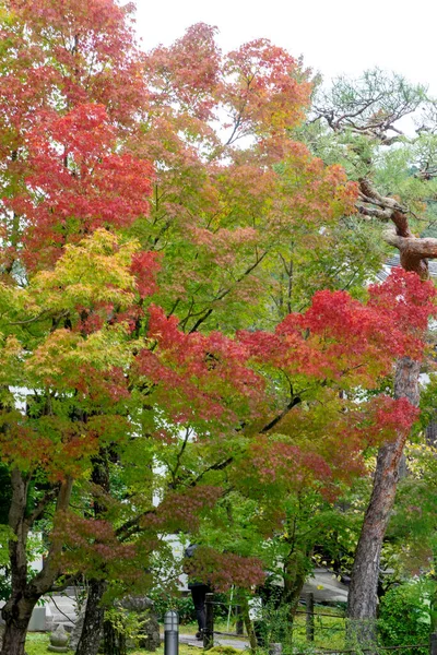 Natürliche Sicht Rot Gelb Grüner Abschied November Kyoto Japan — Stockfoto