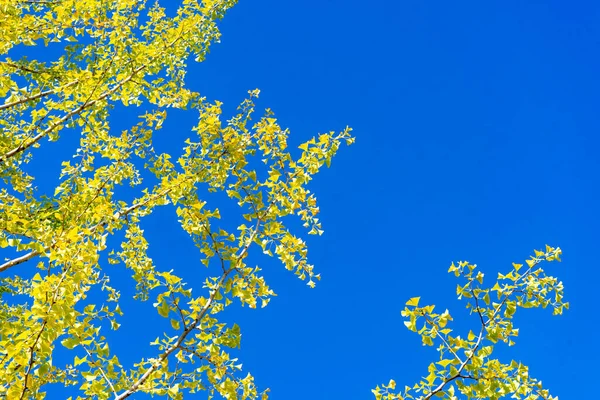 Gelbes Ginkgoblatt Blauen Himmel Für Schönen Hintergrund — Stockfoto