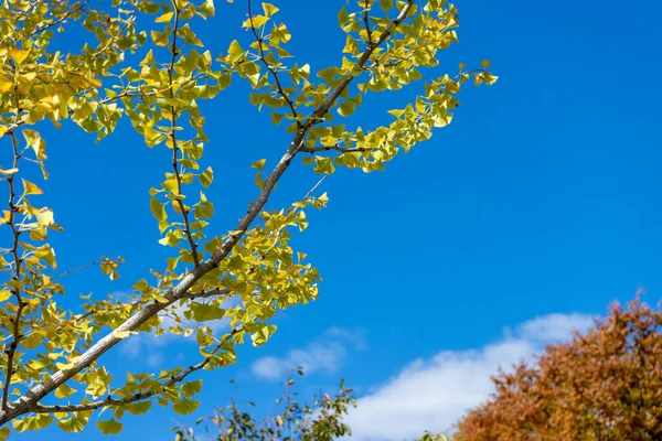 Gelbes Ginkgoblatt Blauen Himmel Für Schönen Hintergrund — Stockfoto