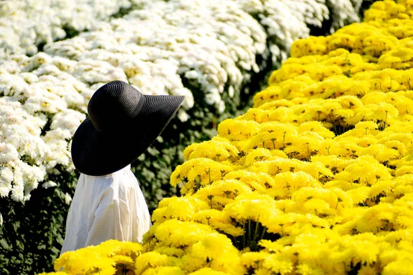 woman with black hat walking in flower field,yellow and white flower field