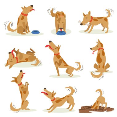 Normal günlük faaliyetleri dizi kahverengi köpek