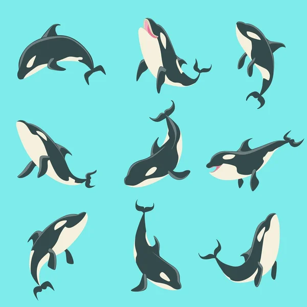 Arctic Orca Whale Diferentes Posições Corporais Conjunto de Ilustrações . — Vetor de Stock
