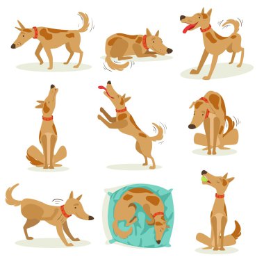 Normal Aktiviteler Kahverengi Köpek Seti