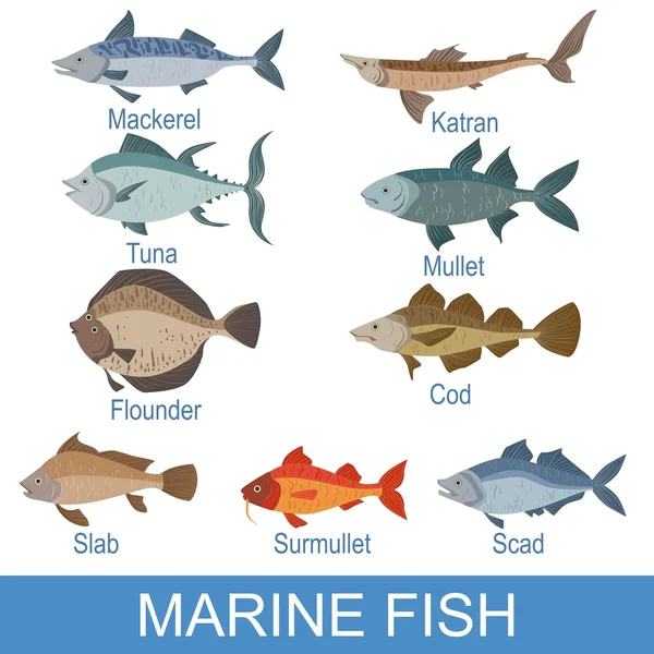 Marine Fish Identification Slate With Names — Stock Illustration Marine Fish Identification Slate With Names Stock Illustration