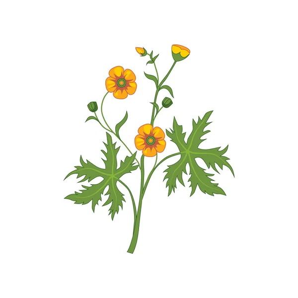 Buttercup Wild Flower disegnato a mano Illustrazione dettagliata — Vettoriale Stock