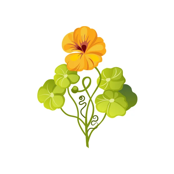Kapuzinerkresse Wildblume Hand gezeichnet detaillierte Illustration — Stockvektor