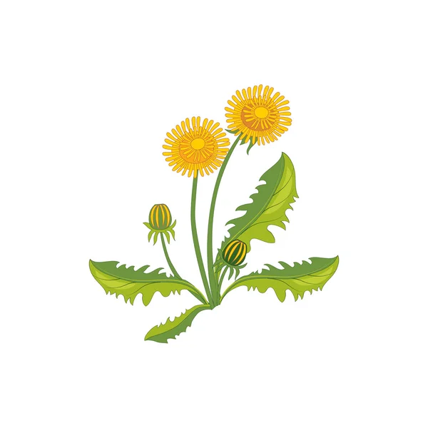 Dandelion Wild Flower Hand Drawn Detailed Illustration — Stockový vektor