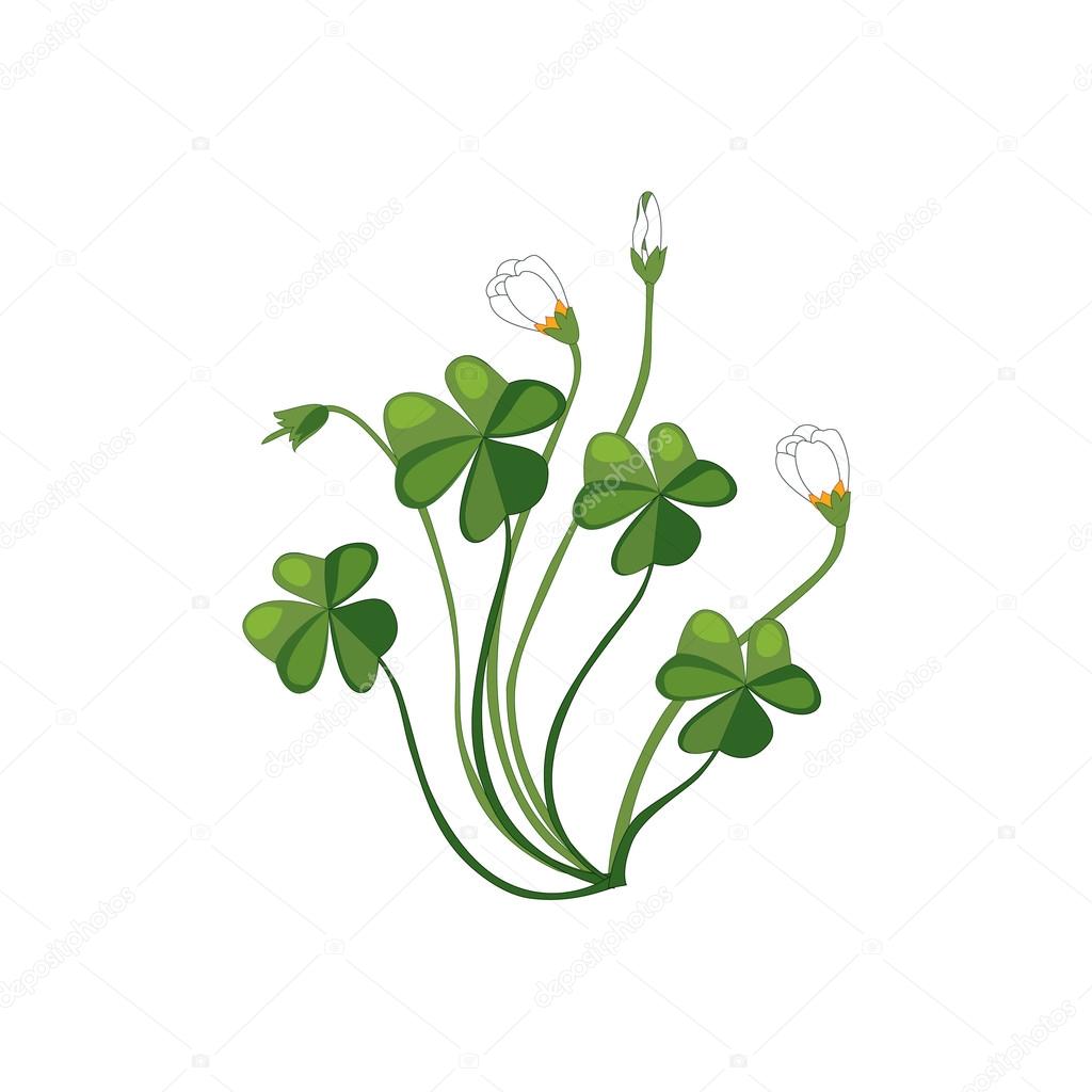 Shamrock Wild Flower Hand Drawn Detailed Illustration