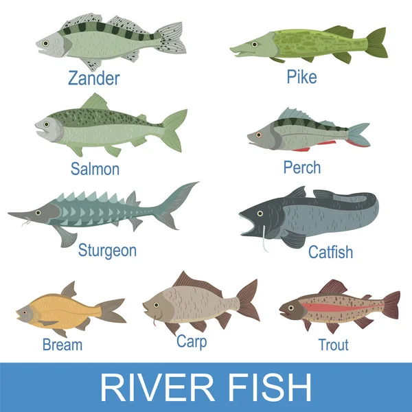 River Fish Set With Names — Stock Vector