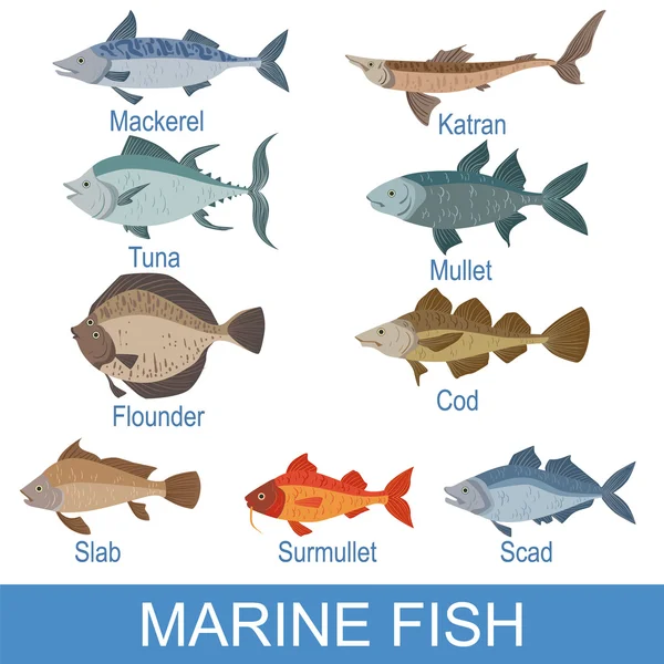Sea Fish Set With Names — Stock Illustration Sea Fish Set With Names Royalty Free Stock Illustrations