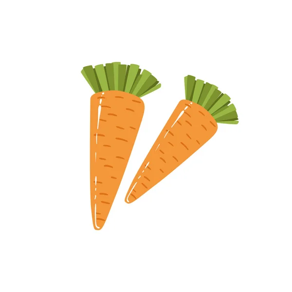 Dwa świeże marchewki jasny kolor na białym tle ilustracja — Wektor stockowy