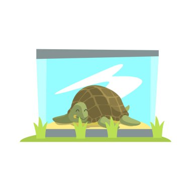 Büyük yeşil kaplumbağa Hayvanat Bahçesi cam Terrarium içinde döşeme