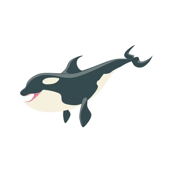 Orque épaulard arctique noir et blanc demandant de la nourriture, dessin réaliste vectoriel de mammifères aquatiques — Image vectorielle