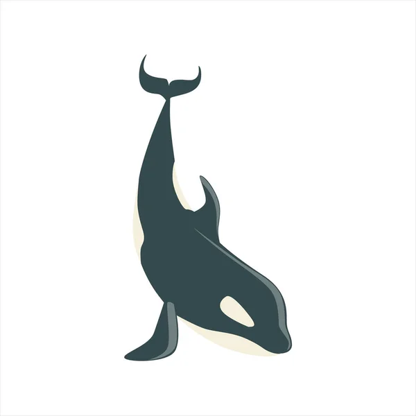 Orque épaulard arctique noir et blanc demandant de la nourriture, dessin réaliste vectoriel de mammifères aquatiques — Image vectorielle