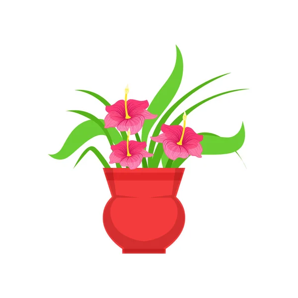 Αρχική Ιβίσκος λουλούδι την γλάστρα, λουλούδι κατάστημα διακοσμητικά φυτά ποικιλία στοιχείο καρτούν εικονογράφηση φορέα — Διανυσματικό Αρχείο