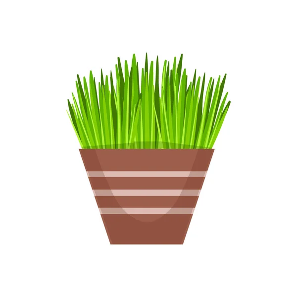 Hjem Græs Vegetation I Blomsterkrukken, Blomsterbutik Dekorative Planter Sortiment Vare Tegneserie vektor Illustration – Stock-vektor