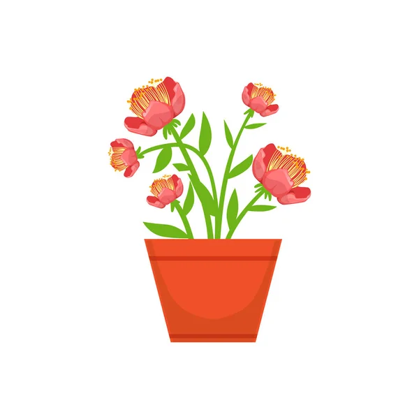 Ev gür kırmızı çiçek saksı çiçek Dükkanı dekoratif bitkiler ürün yelpazesine Madde karikatür vektör çizim — Stok Vektör
