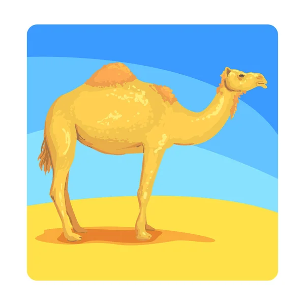 Kamel berühmte Touristenattraktion der Vereinigten Arabischen Emirate. traditionelles touristisches Symbol des arabischen Landes — Stockvektor