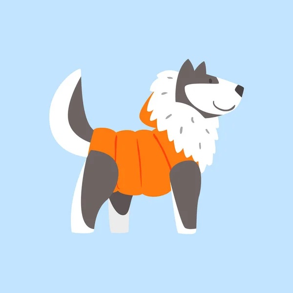 Husky hond In gewatteerde jas, arctische dier gekleed In Winter mens kleren stripfiguur — Stockvector