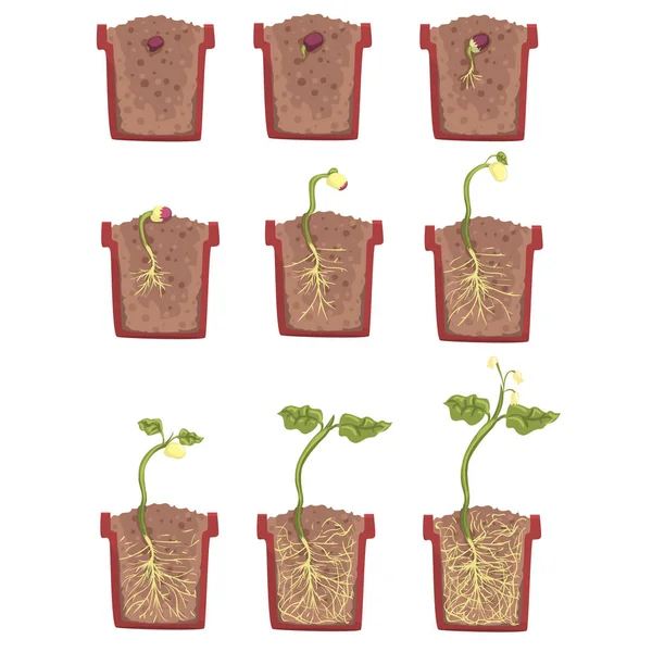 Crecimiento, desarrollo y enraizamiento de semillas de plantas dentro de la maceta, ilustración educativa clásica del libro de texto botánico — Archivo Imágenes Vectoriales