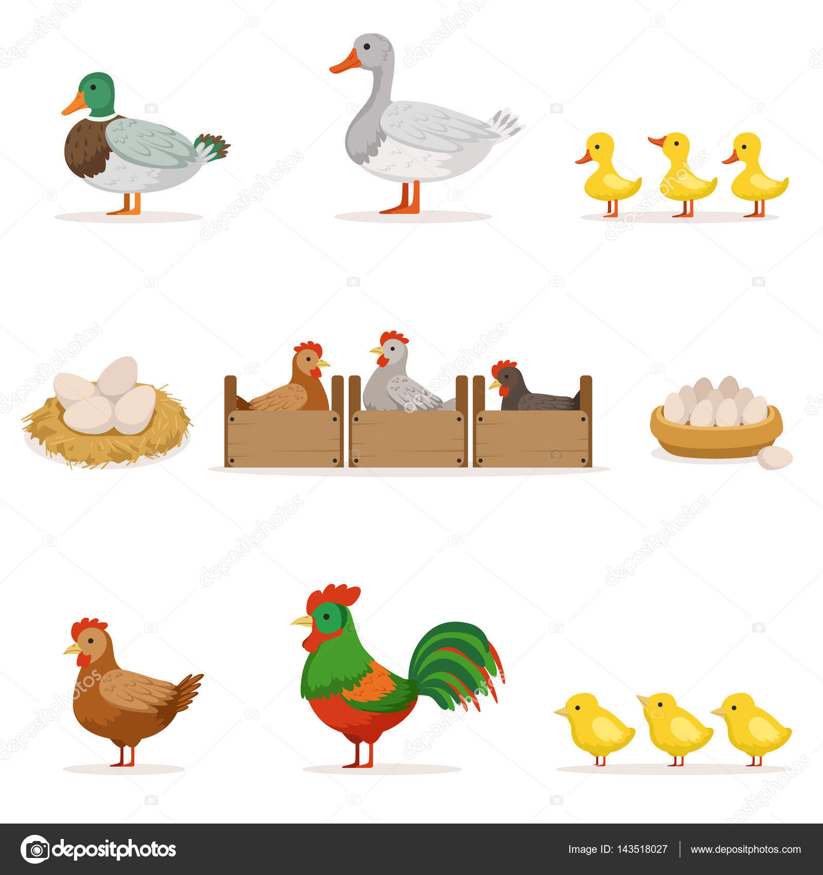 Uccelli di fattoria coltivati per carne e per deporre le uova serie di immagini vettoriali con animali dell agricoltura biologiche